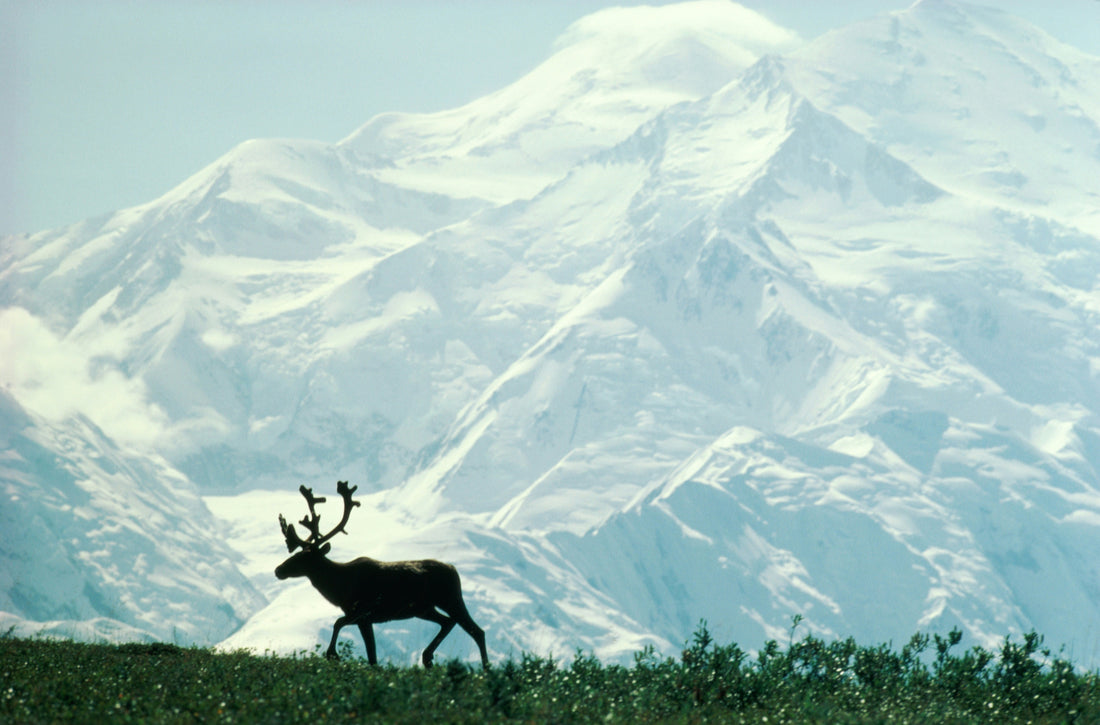 Snow capped mountain in the background and a reindeer in the foreground walking on grass