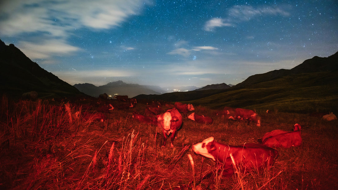 Alien Cow Abductions: Strange, Curious and Definitely From Another Galaxy!